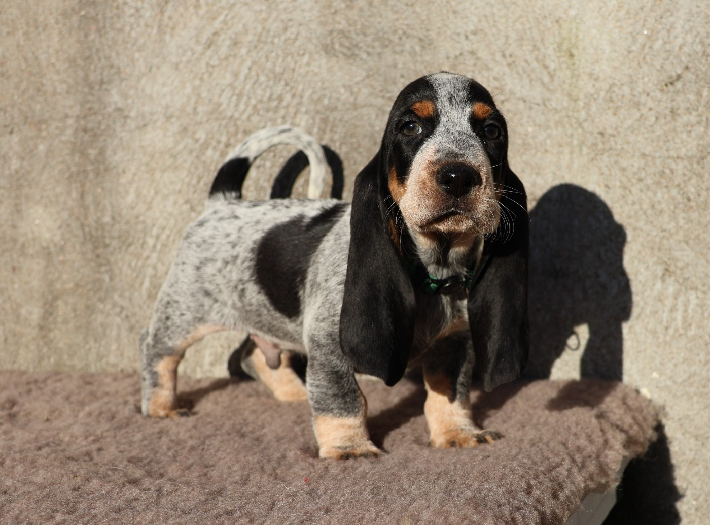 des vallées longeronnaises - Chiots disponibles - Basset bleu de Gascogne