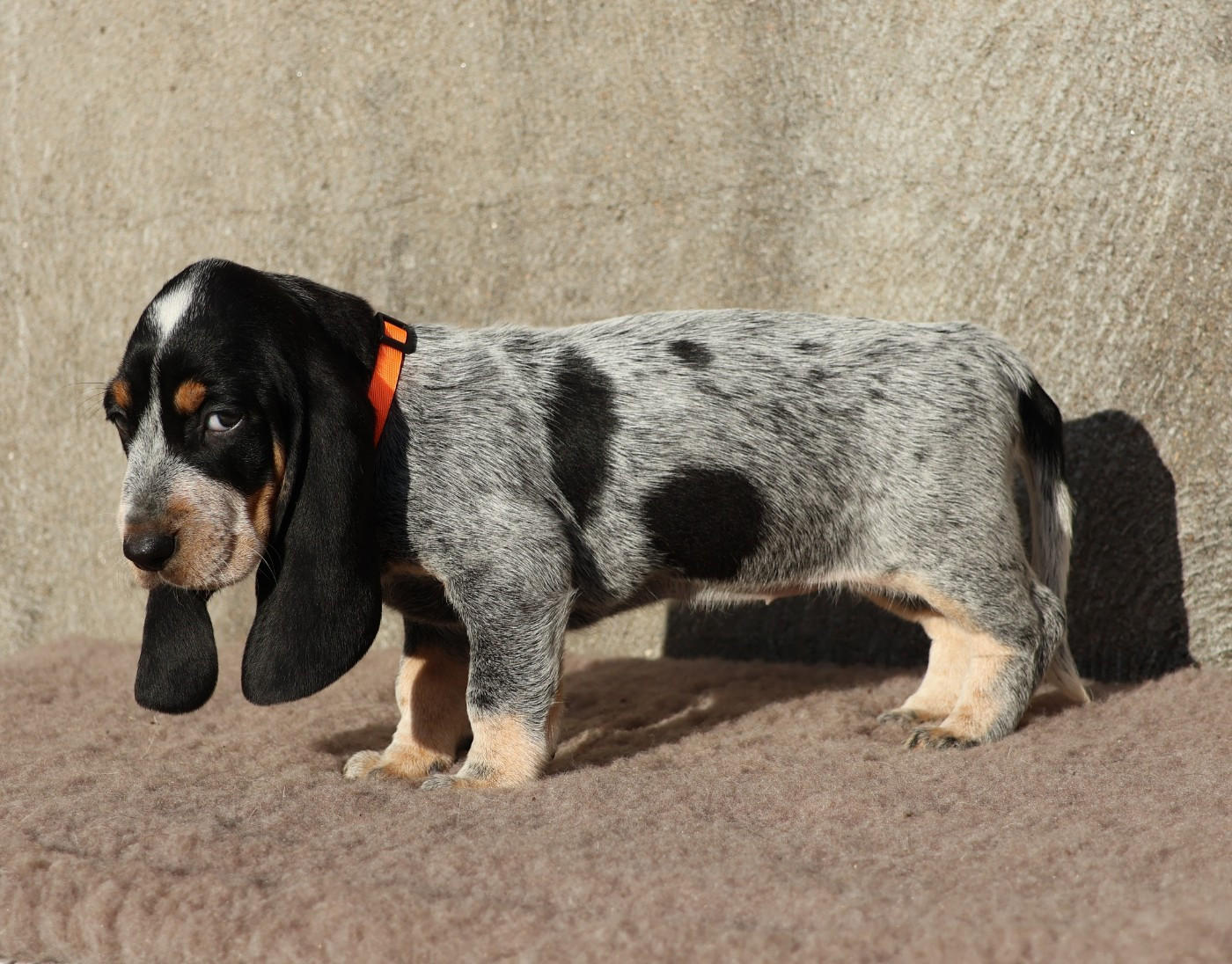 des vallées longeronnaises - Chiots disponibles - Basset bleu de Gascogne