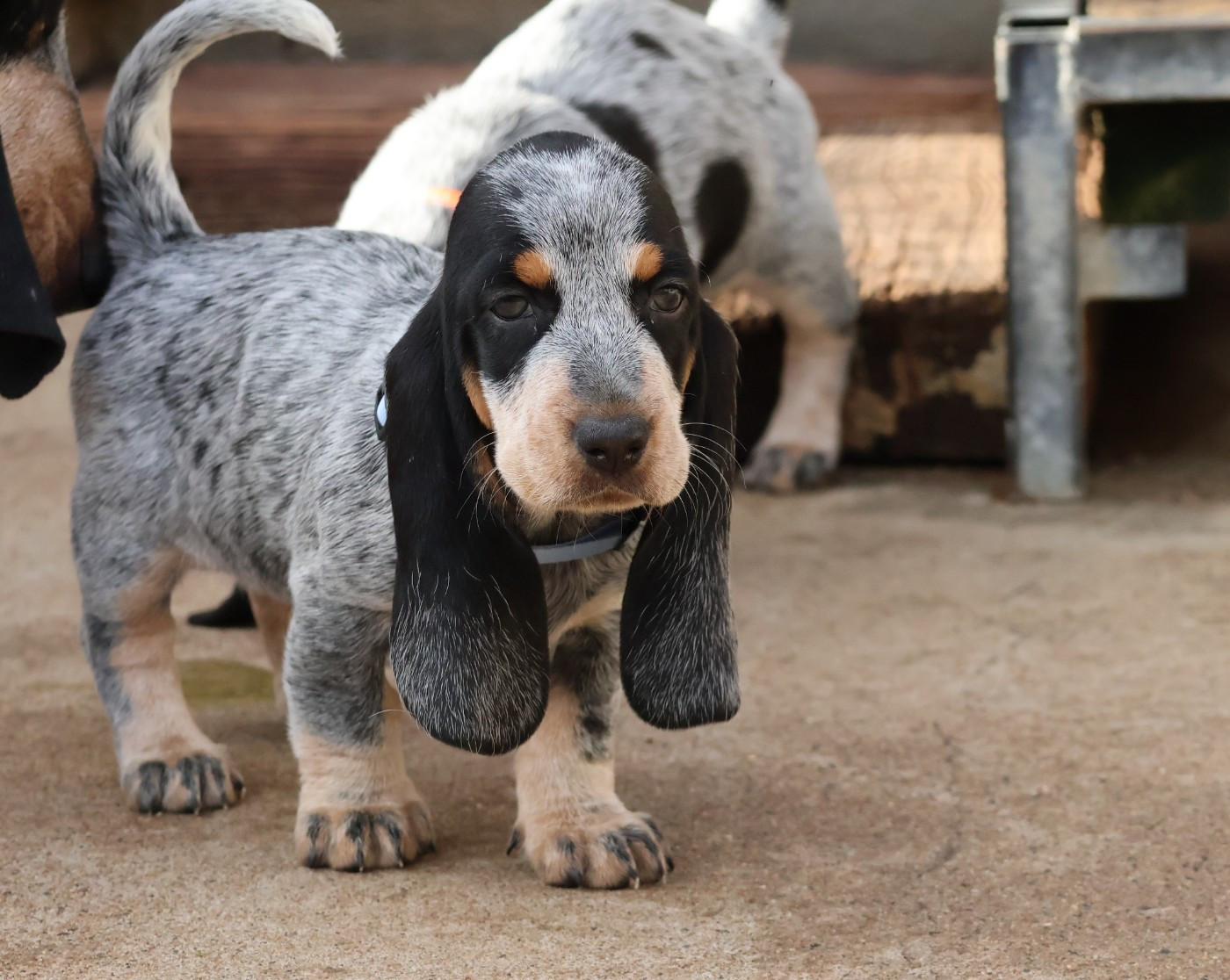 des vallées longeronnaises - Chiots disponibles - Basset bleu de Gascogne