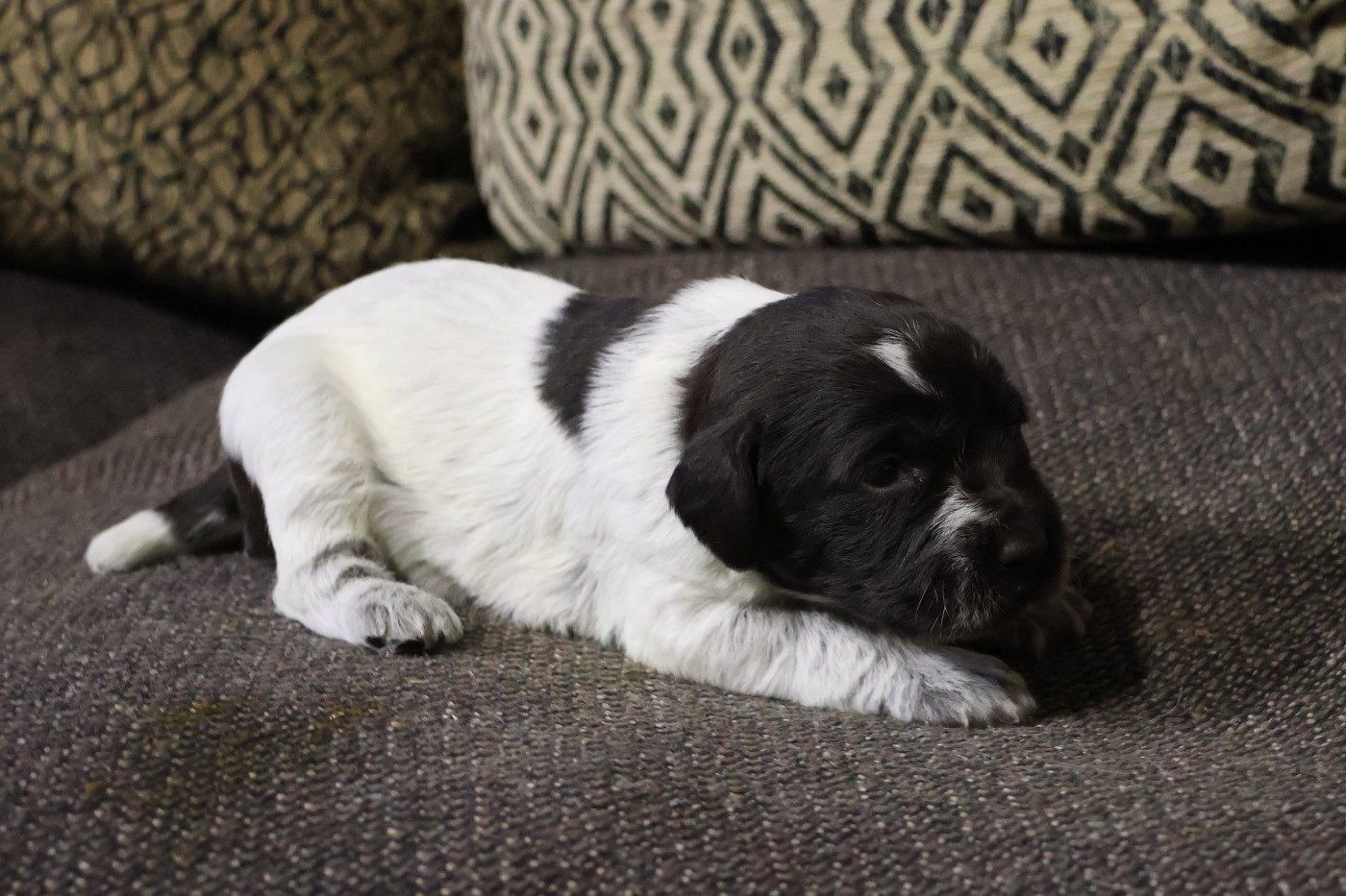 des vallées longeronnaises - Chiots disponibles - Griffon d'arrêt à poil dur Korthals