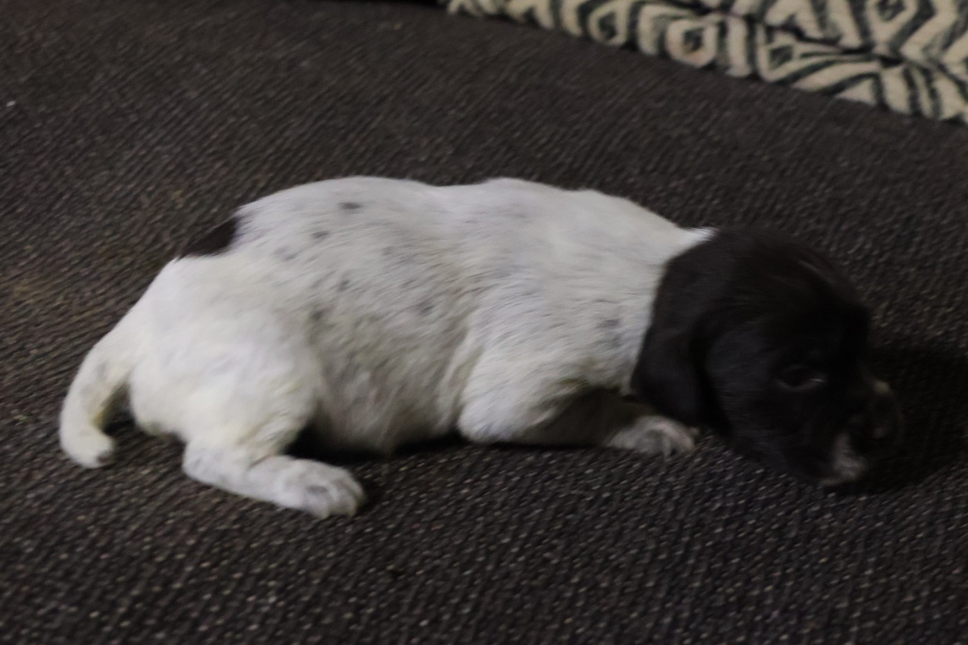 des vallées longeronnaises - Chiots disponibles - Griffon d'arrêt à poil dur Korthals