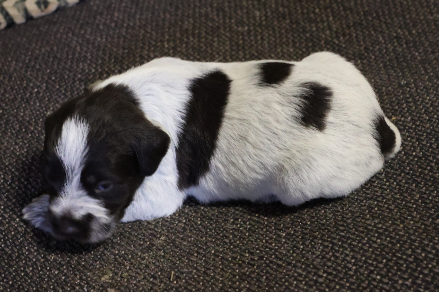 des vallées longeronnaises - Chiots disponibles - Griffon d'arrêt à poil dur Korthals