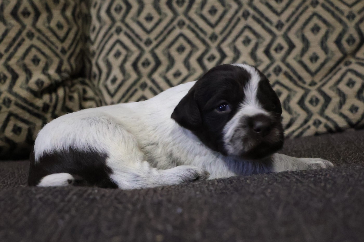 des vallées longeronnaises - Chiots disponibles - Griffon d'arrêt à poil dur Korthals