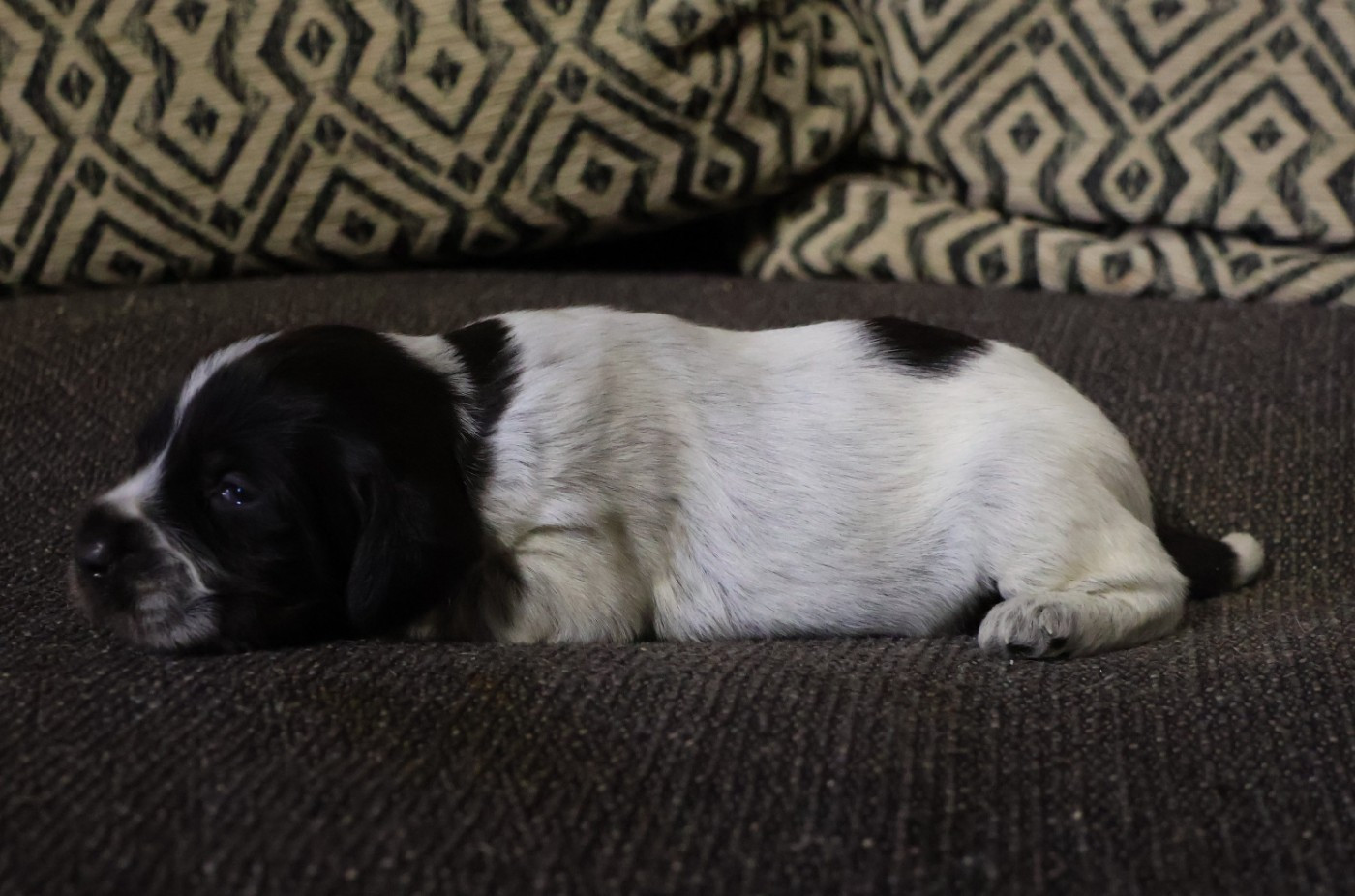 des vallées longeronnaises - Chiots disponibles - Griffon d'arrêt à poil dur Korthals