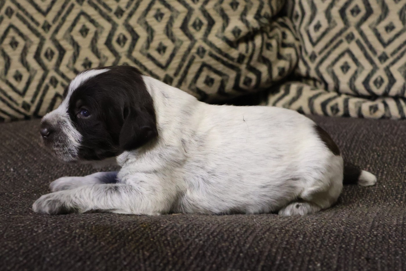 des vallées longeronnaises - Chiots disponibles - Griffon d'arrêt à poil dur Korthals
