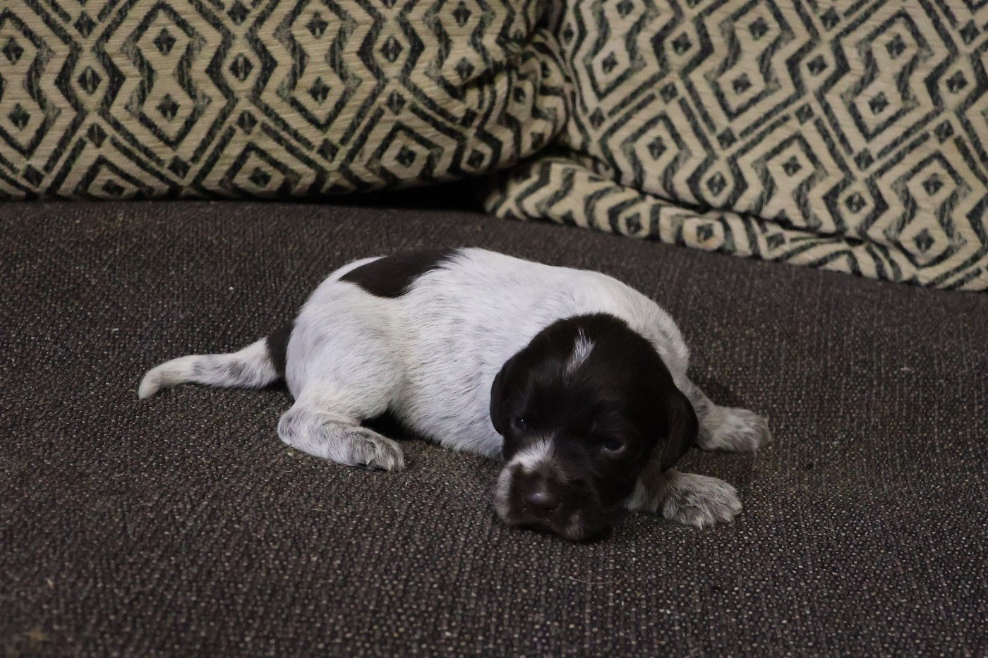 des vallées longeronnaises - Chiots disponibles - Griffon d'arrêt à poil dur Korthals