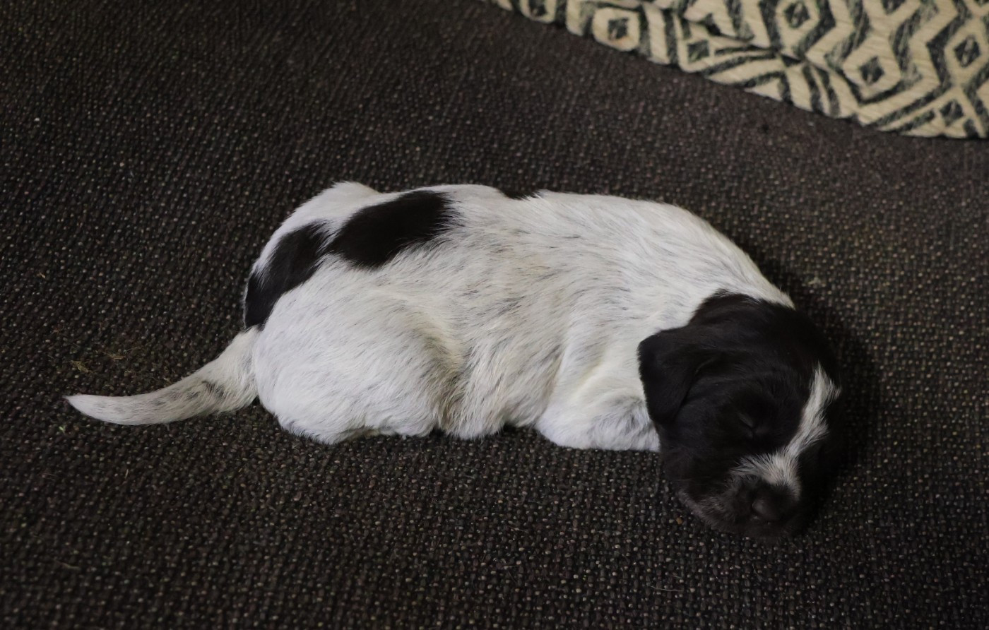 des vallées longeronnaises - Chiots disponibles - Griffon d'arrêt à poil dur Korthals