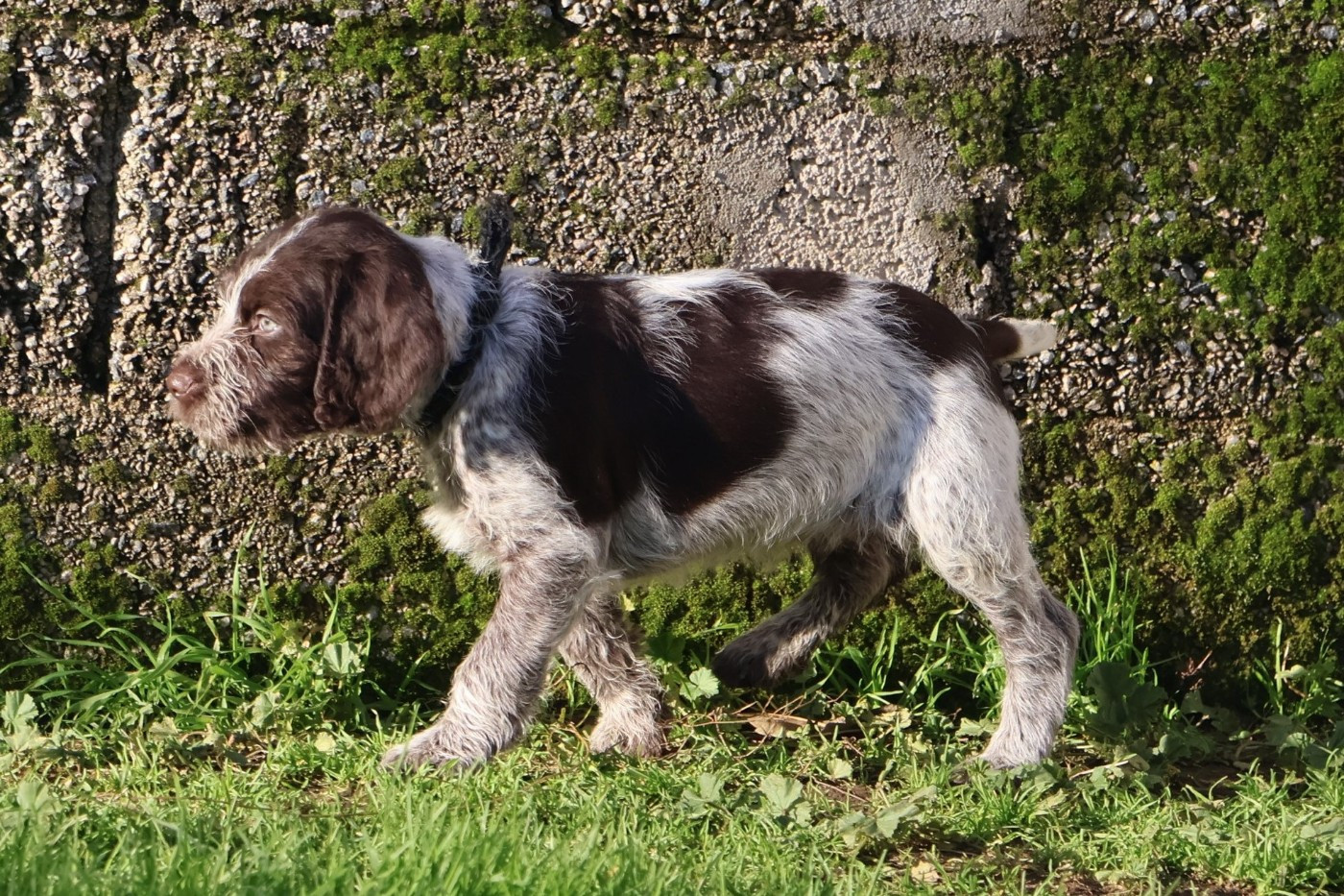 des vallées longeronnaises - Chiots disponibles - Griffon d'arrêt à poil dur Korthals
