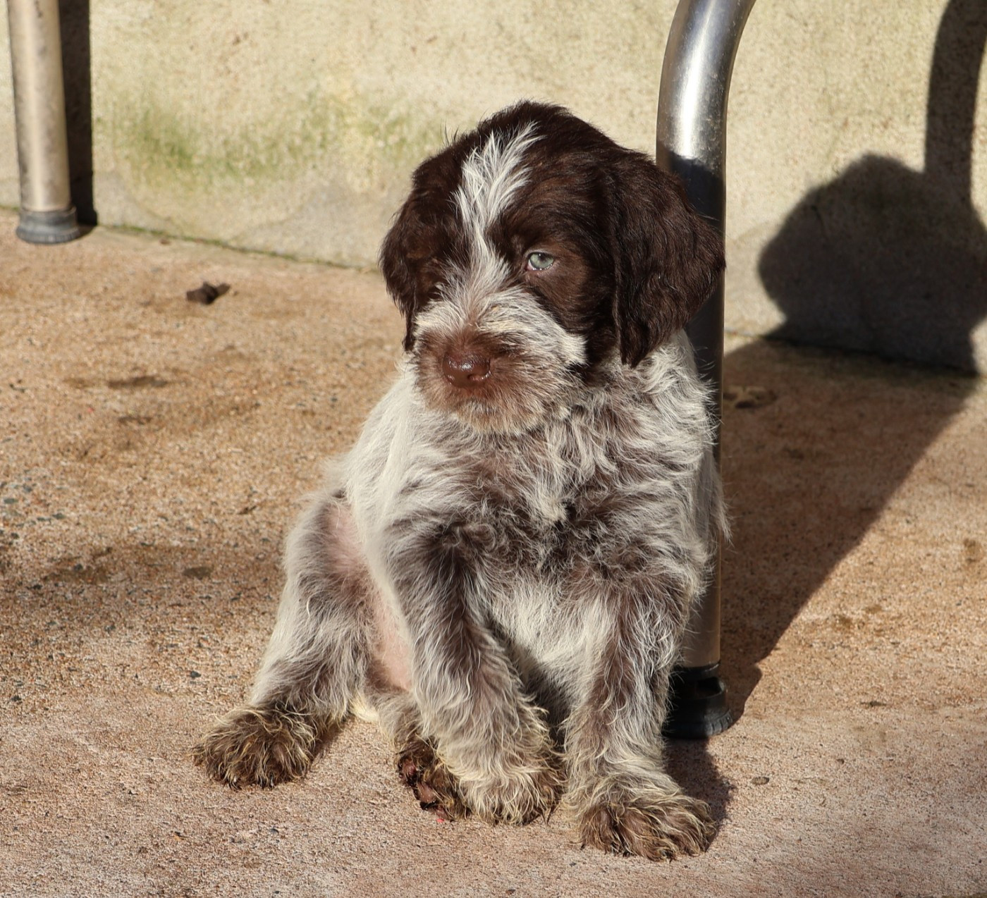 des vallées longeronnaises - Chiots disponibles - Griffon d'arrêt à poil dur Korthals