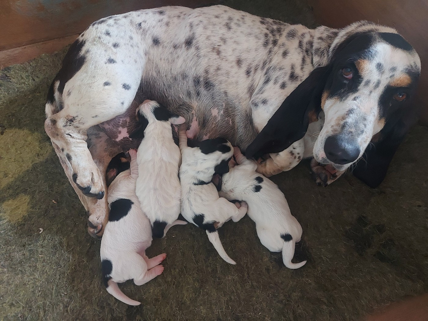 des vallées longeronnaises - Chiots disponibles - Basset bleu de Gascogne