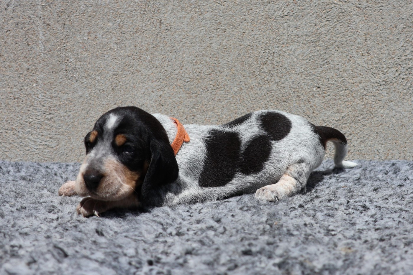 des vallées longeronnaises - Chiots disponibles - Basset bleu de Gascogne