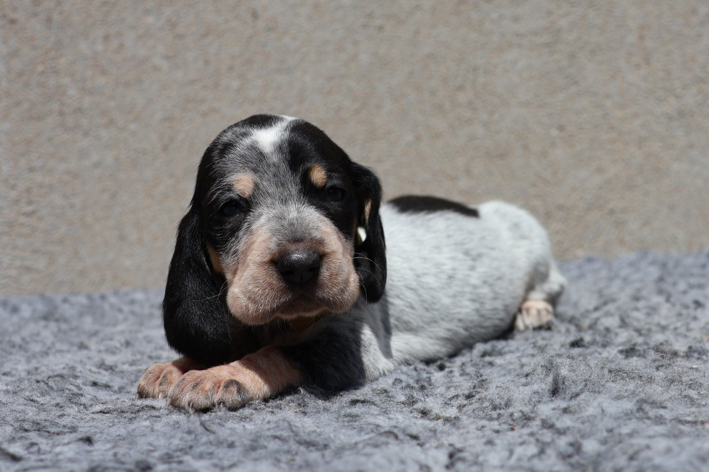 des vallées longeronnaises - Chiots disponibles - Basset bleu de Gascogne