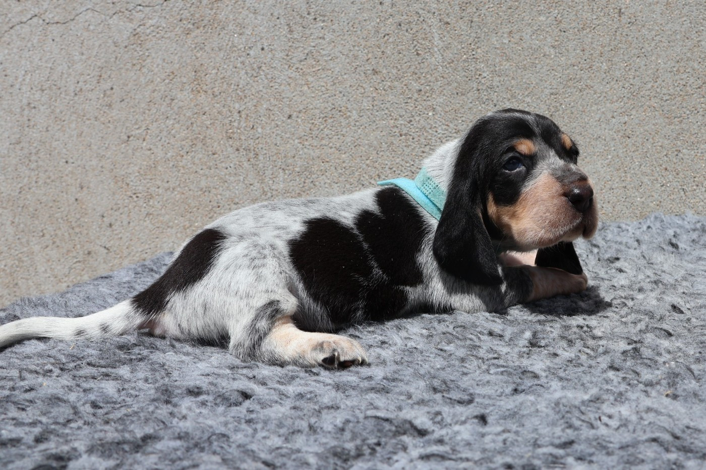des vallées longeronnaises - Chiots disponibles - Basset bleu de Gascogne