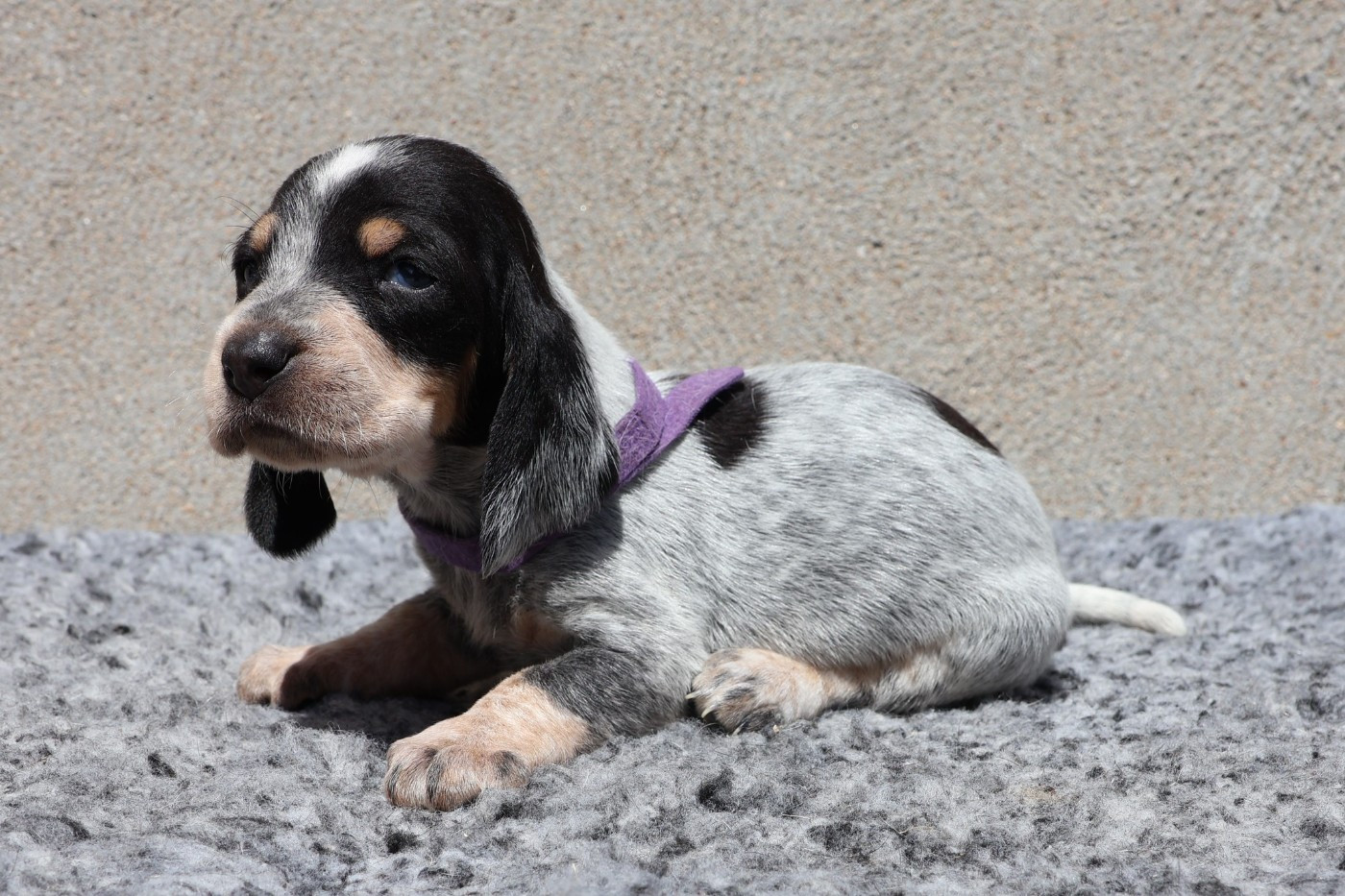des vallées longeronnaises - Chiots disponibles - Basset bleu de Gascogne