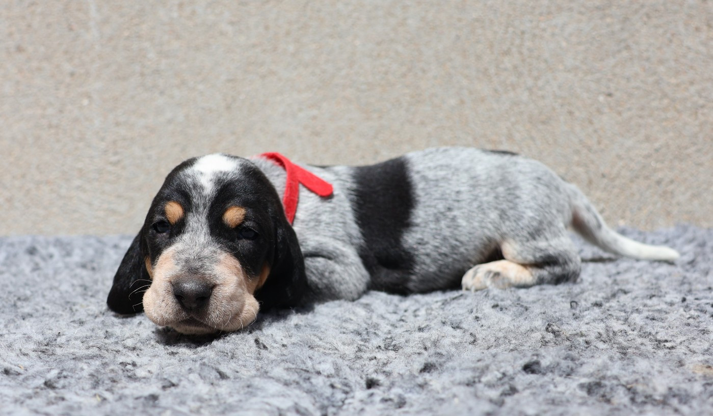 des vallées longeronnaises - Chiots disponibles - Basset bleu de Gascogne