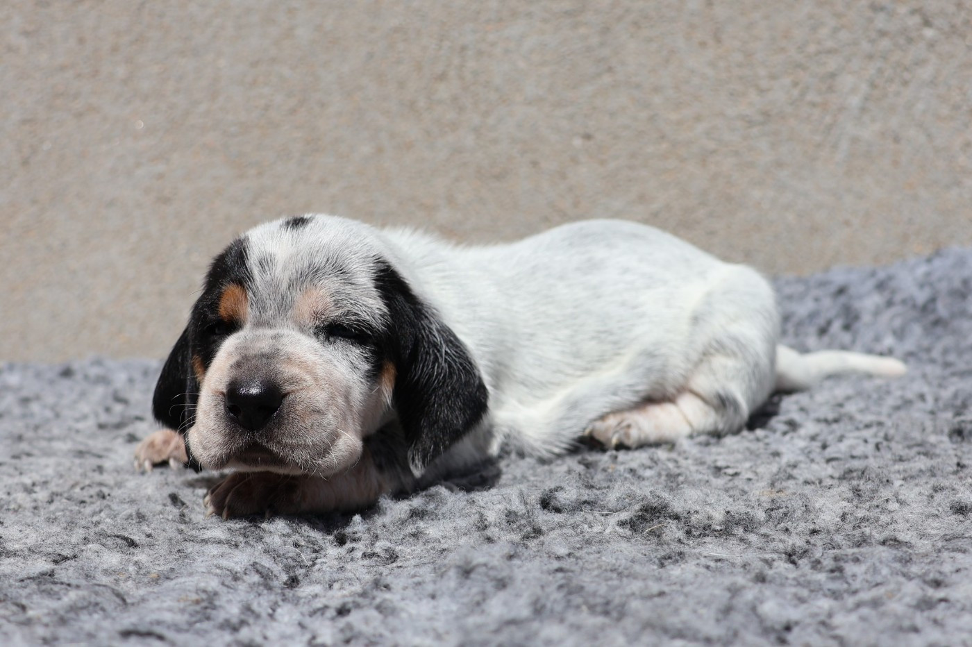 des vallées longeronnaises - Chiots disponibles - Basset bleu de Gascogne
