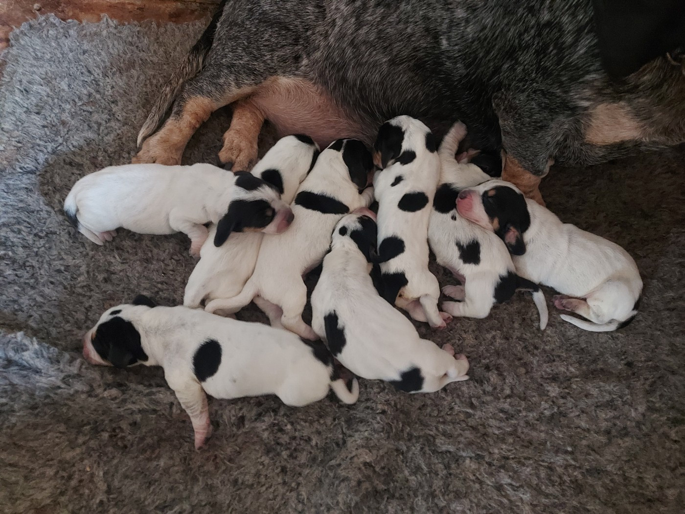 des vallées longeronnaises - Chiots disponibles - Basset bleu de Gascogne