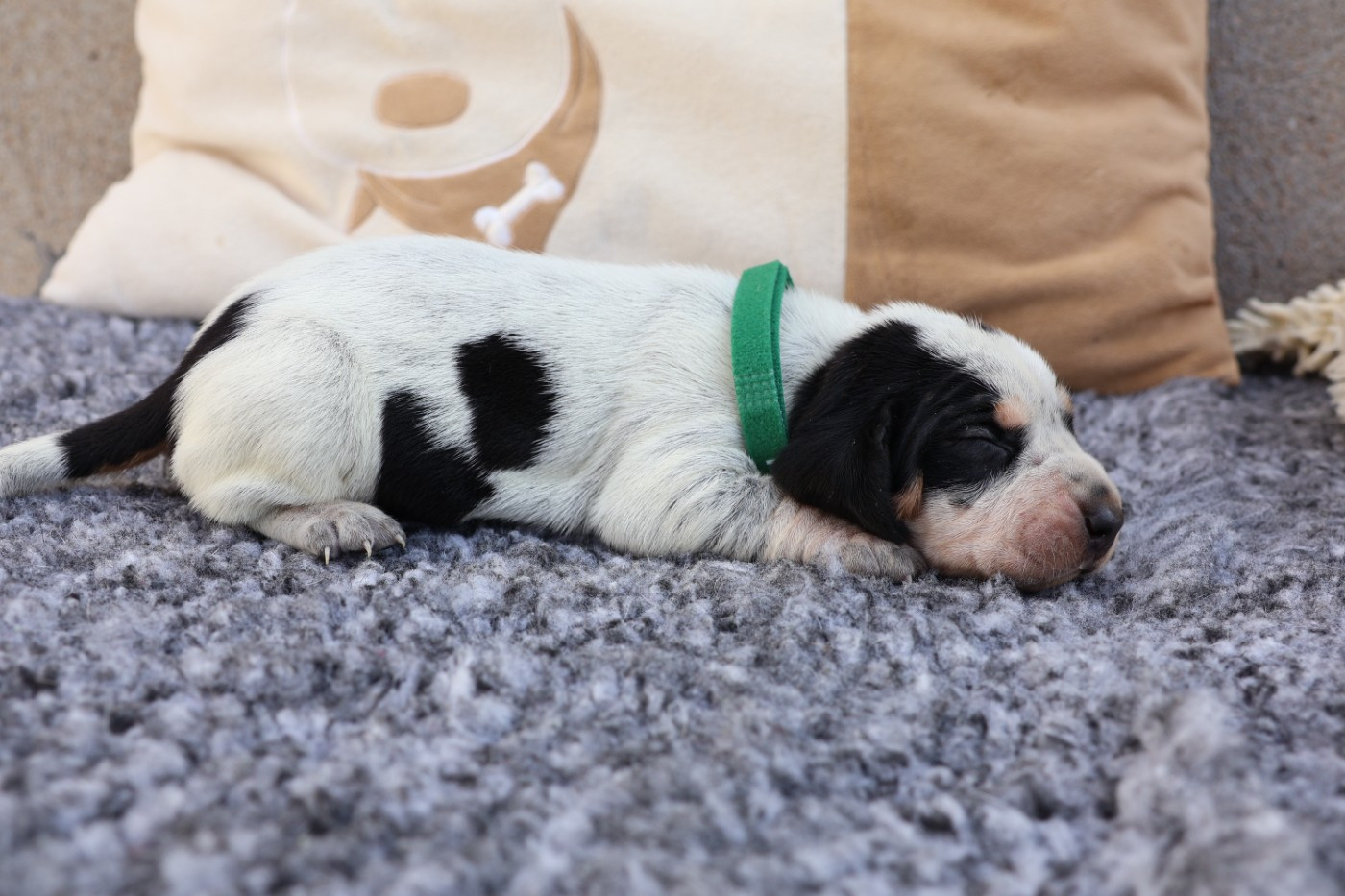 des vallées longeronnaises - Chiots disponibles - Basset bleu de Gascogne