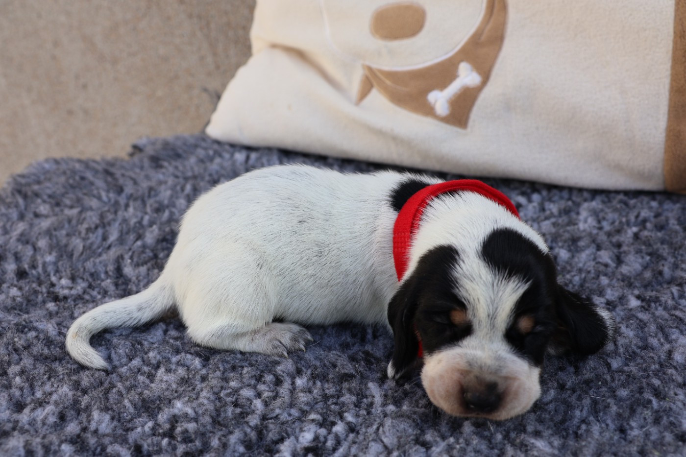 des vallées longeronnaises - Chiots disponibles - Basset bleu de Gascogne