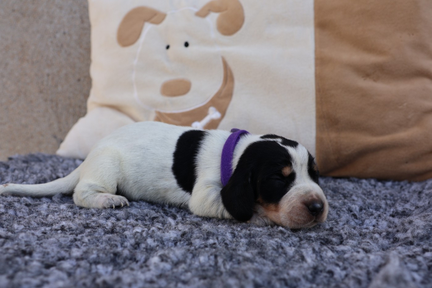des vallées longeronnaises - Chiots disponibles - Basset bleu de Gascogne