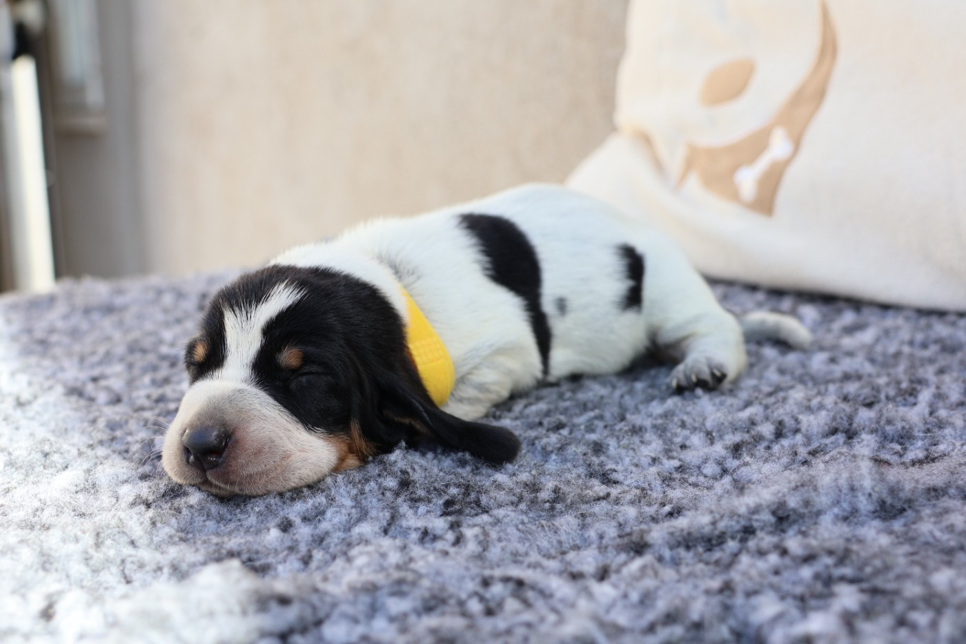des vallées longeronnaises - Chiots disponibles - Basset bleu de Gascogne