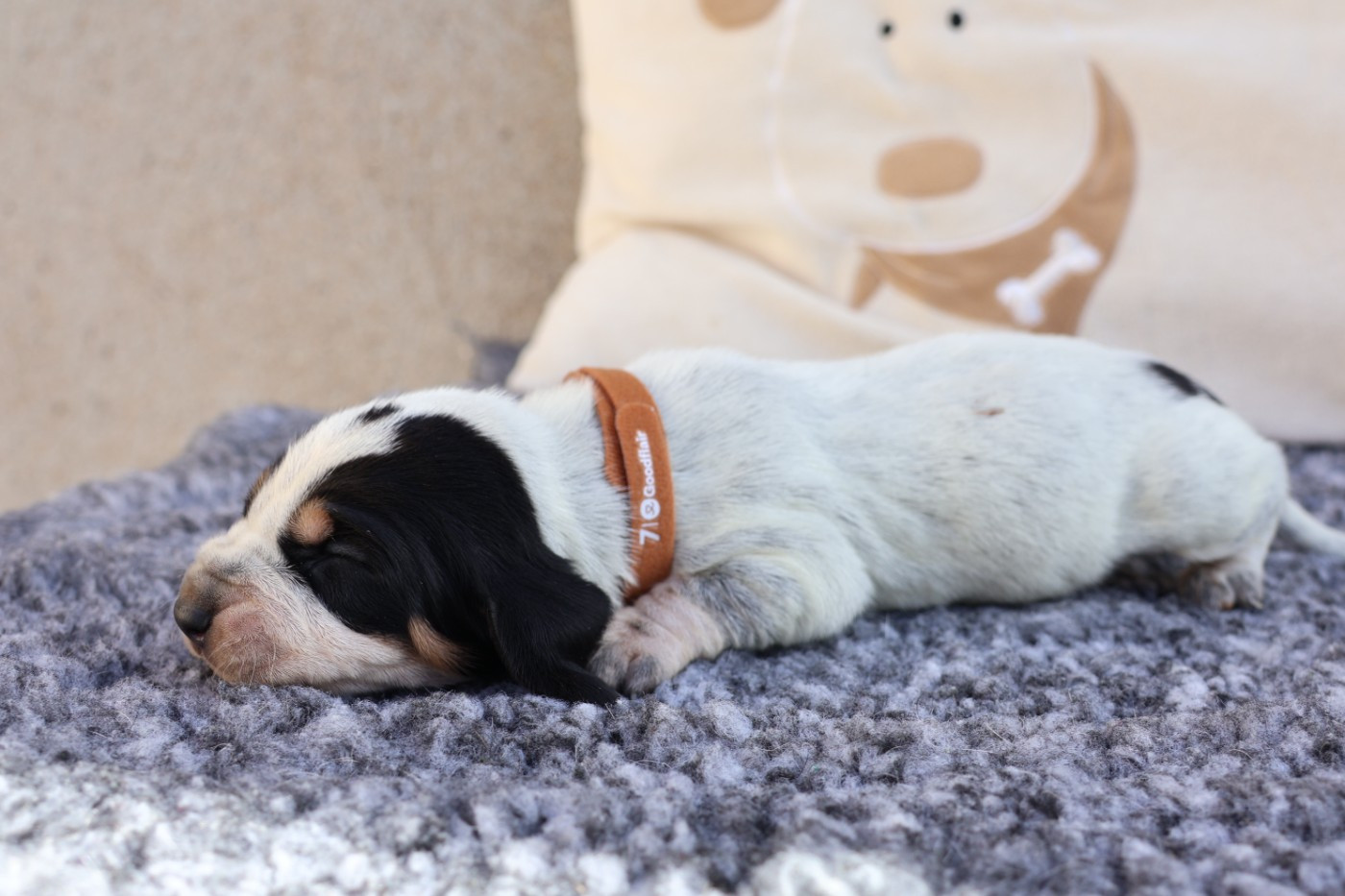 des vallées longeronnaises - Chiots disponibles - Basset bleu de Gascogne