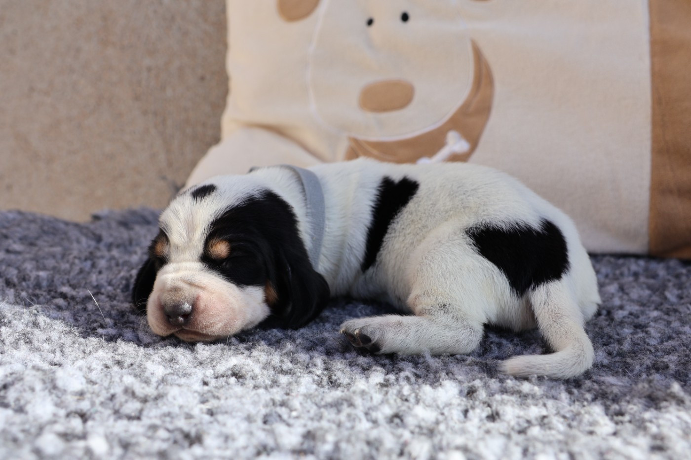 des vallées longeronnaises - Chiots disponibles - Basset bleu de Gascogne