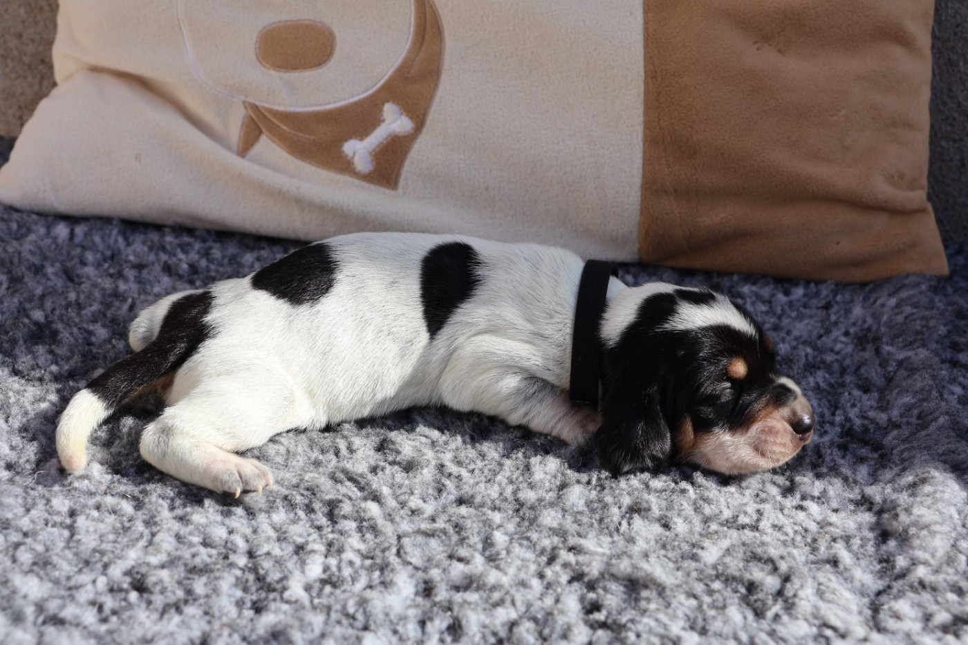 des vallées longeronnaises - Chiots disponibles - Basset bleu de Gascogne