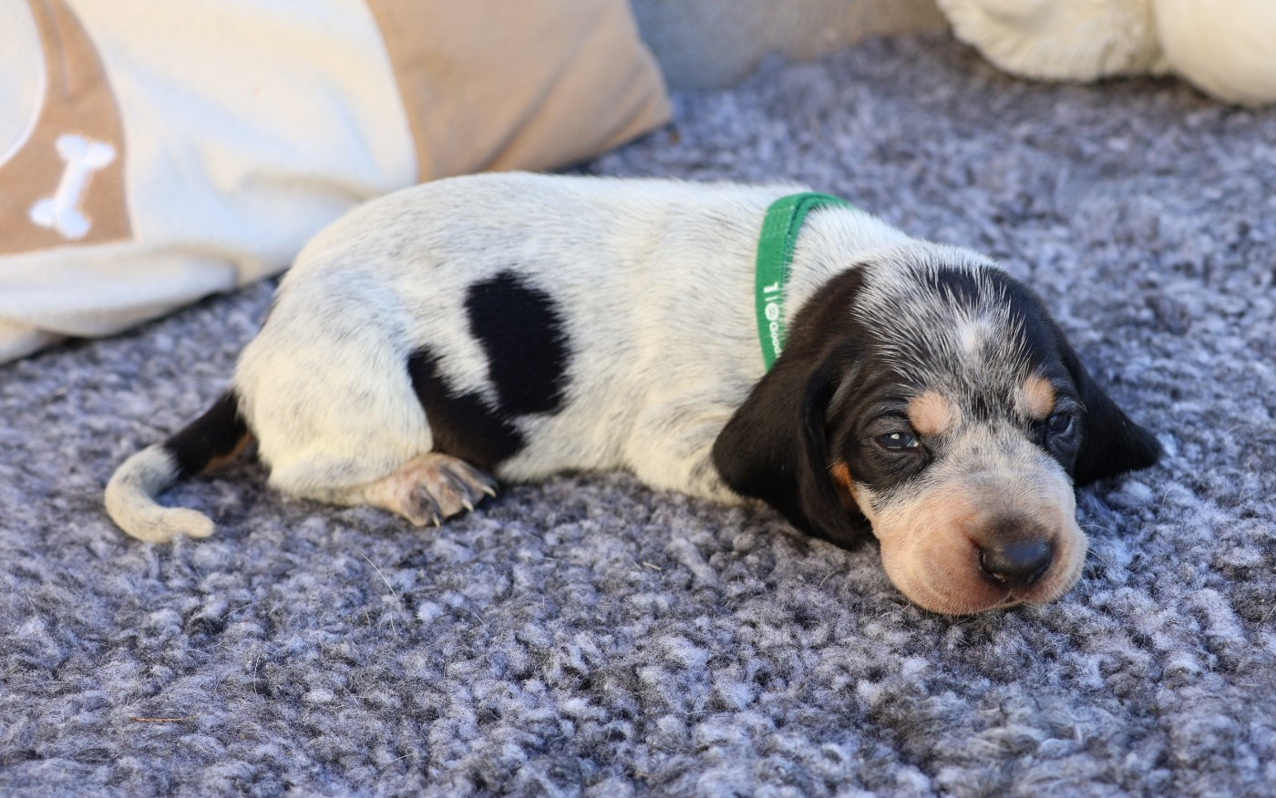 des vallées longeronnaises - Chiots disponibles - Basset bleu de Gascogne
