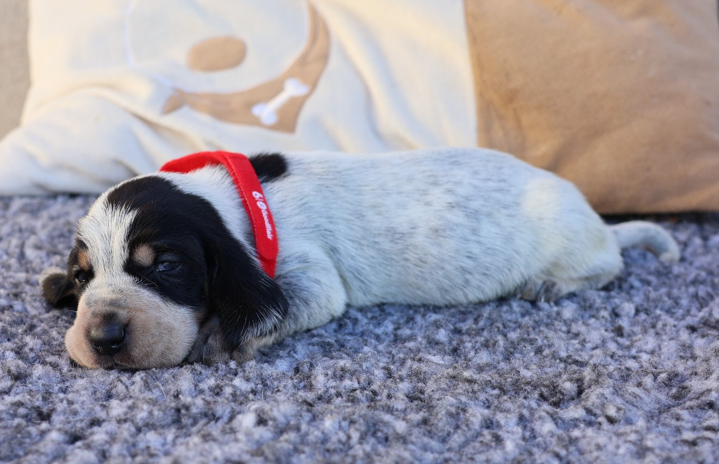 des vallées longeronnaises - Chiots disponibles - Basset bleu de Gascogne