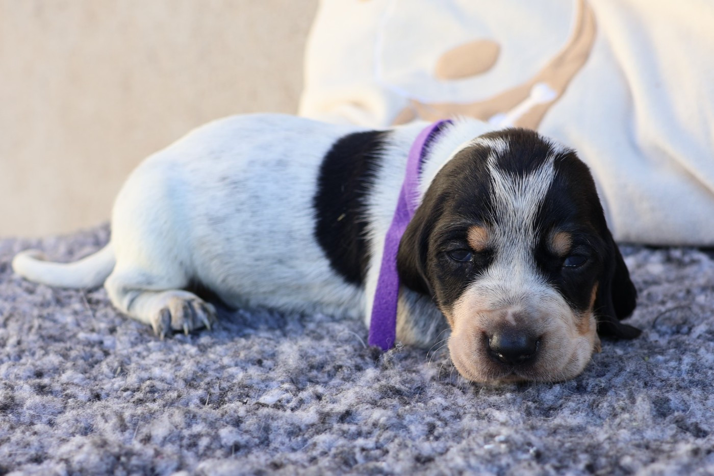des vallées longeronnaises - Chiots disponibles - Basset bleu de Gascogne