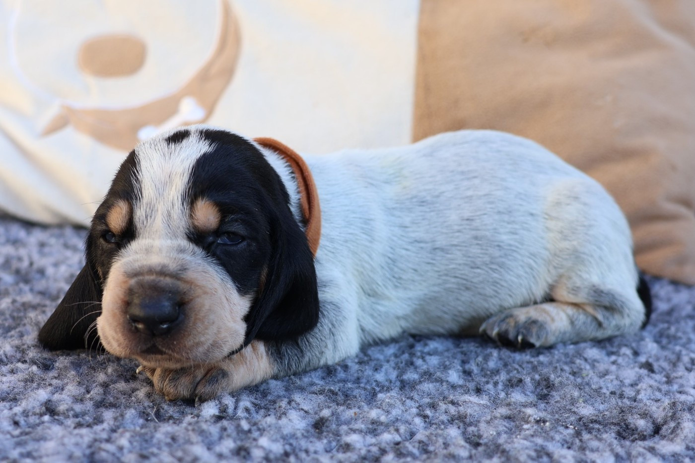des vallées longeronnaises - Chiots disponibles - Basset bleu de Gascogne