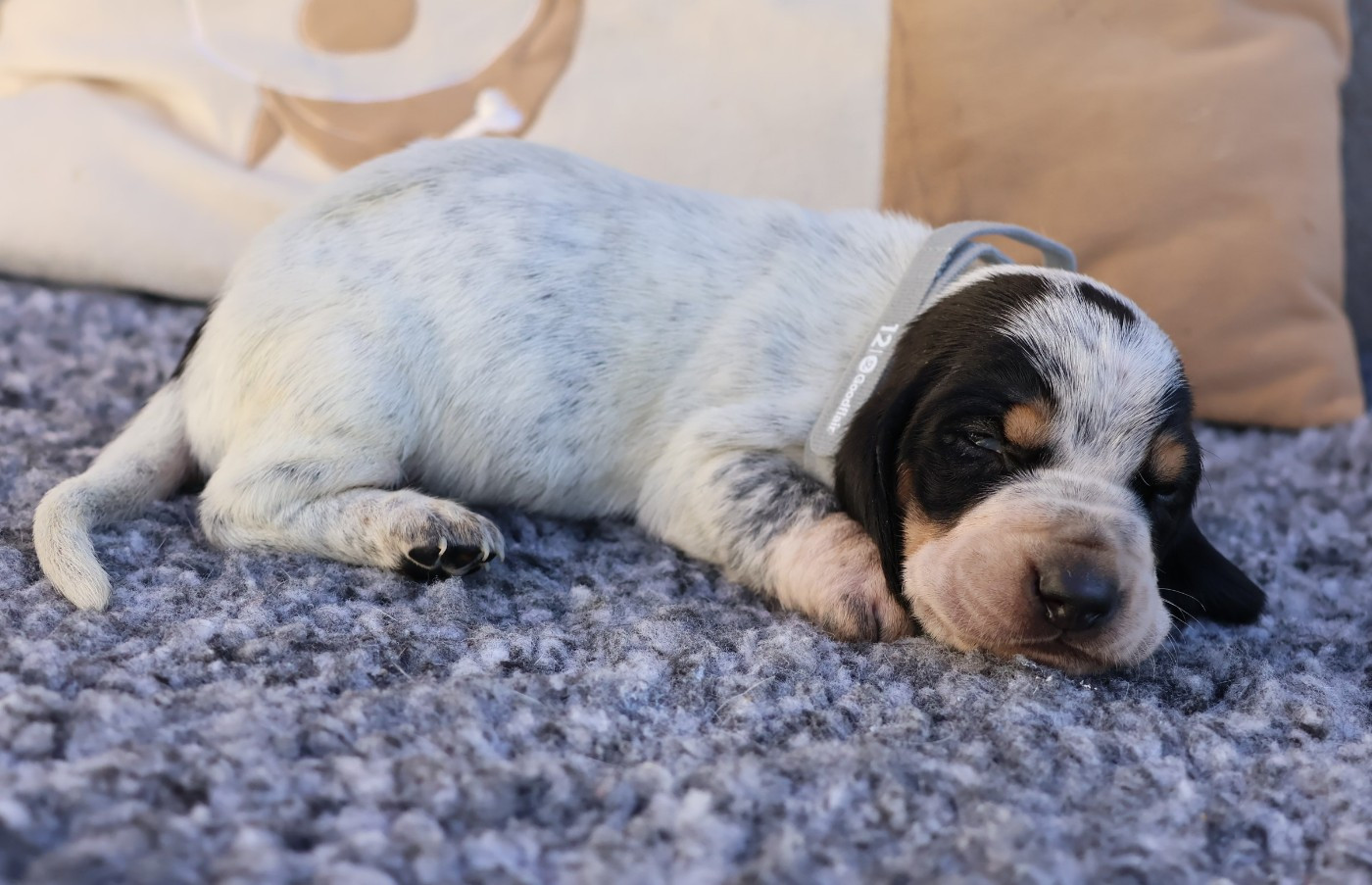 des vallées longeronnaises - Chiots disponibles - Basset bleu de Gascogne