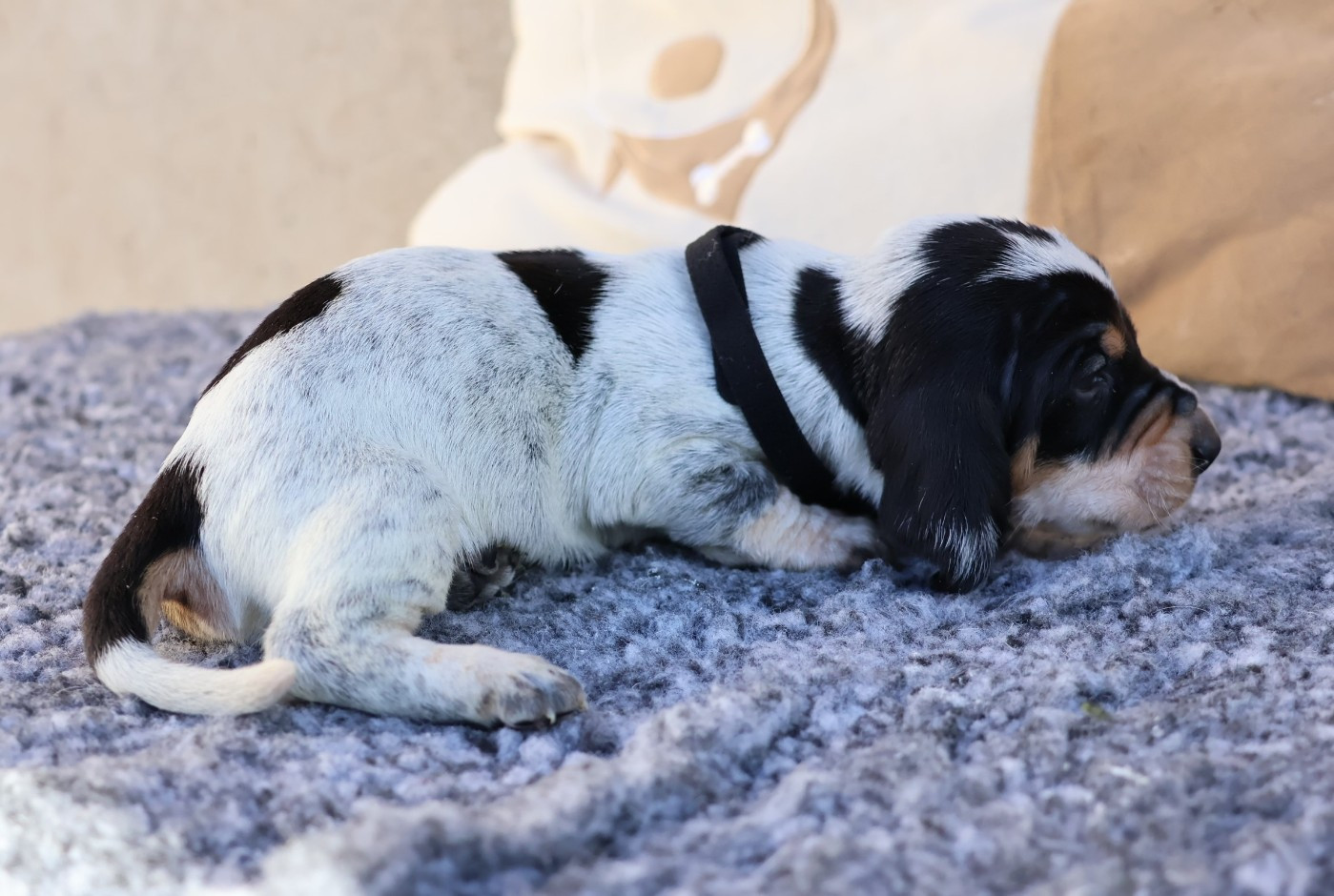 des vallées longeronnaises - Chiots disponibles - Basset bleu de Gascogne