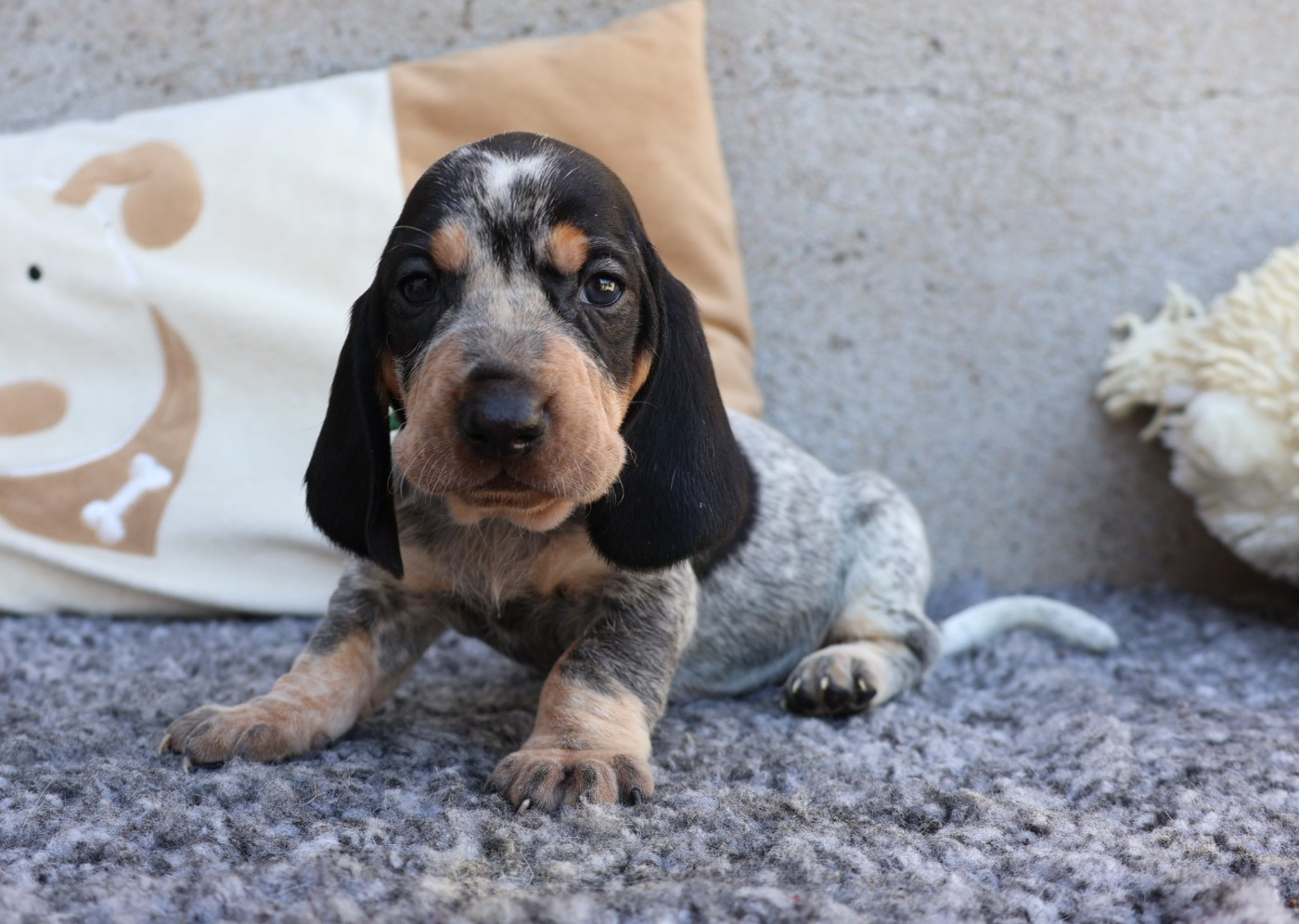 des vallées longeronnaises - Chiots disponibles - Basset bleu de Gascogne