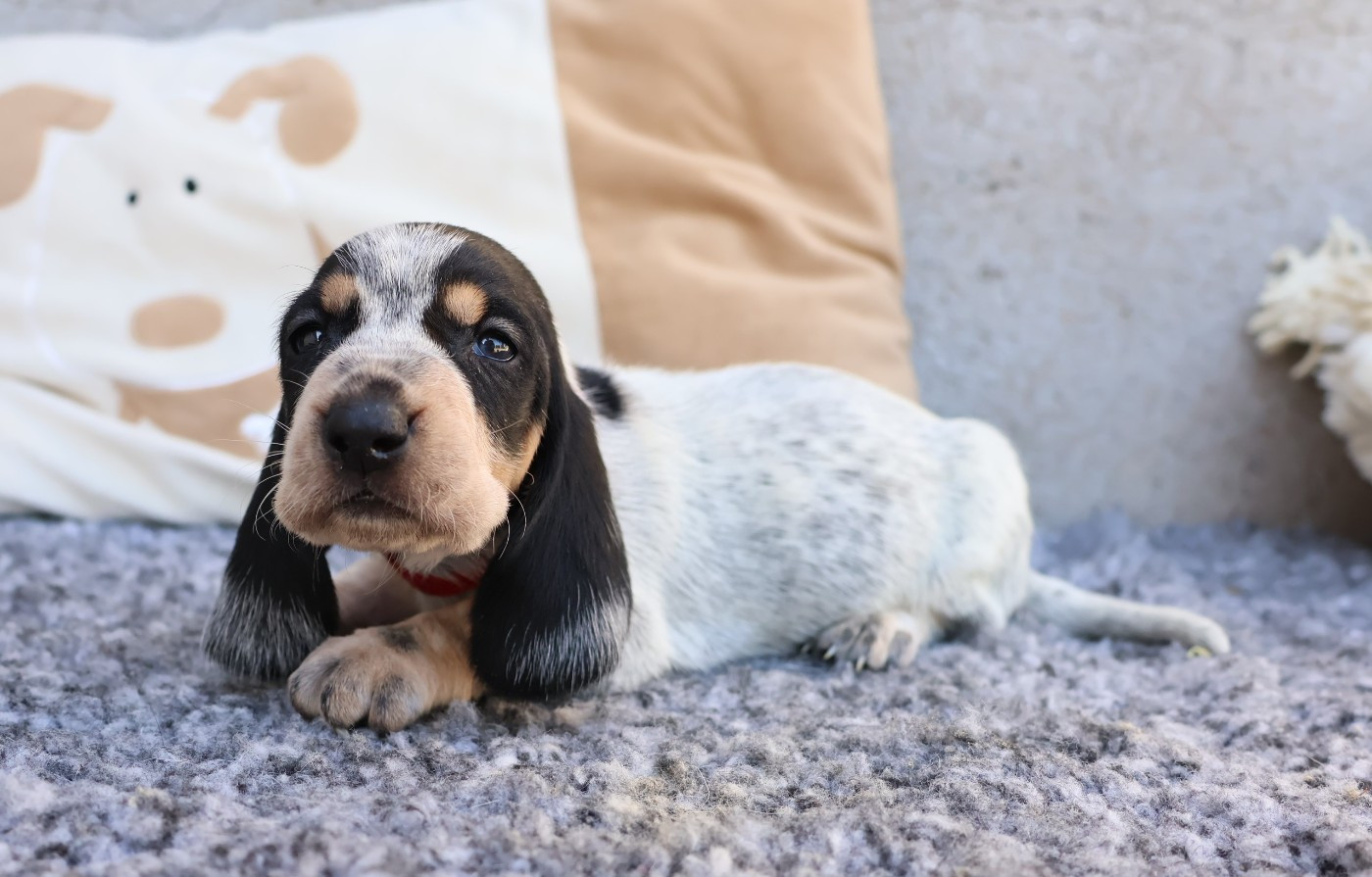 des vallées longeronnaises - Chiots disponibles - Basset bleu de Gascogne