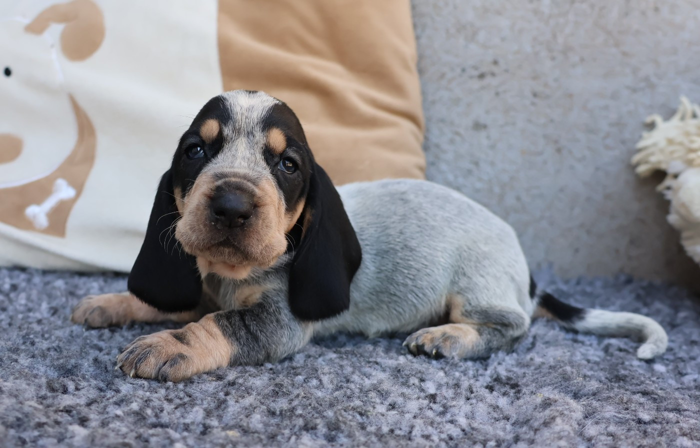 des vallées longeronnaises - Chiots disponibles - Basset bleu de Gascogne
