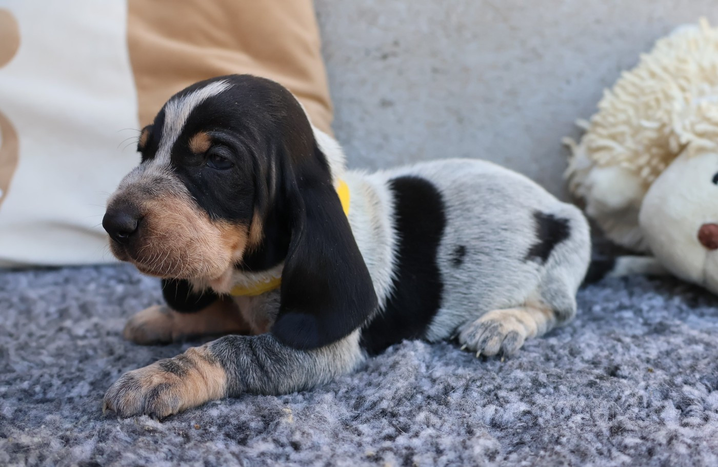 des vallées longeronnaises - Chiots disponibles - Basset bleu de Gascogne