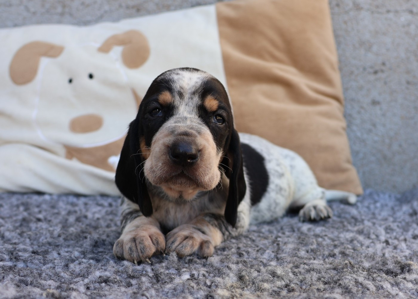 des vallées longeronnaises - Chiots disponibles - Basset bleu de Gascogne