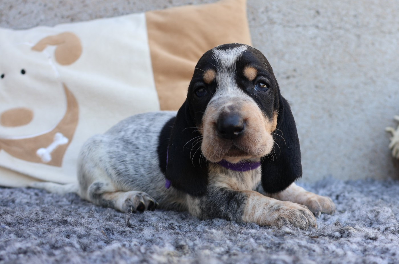 des vallées longeronnaises - Chiots disponibles - Basset bleu de Gascogne