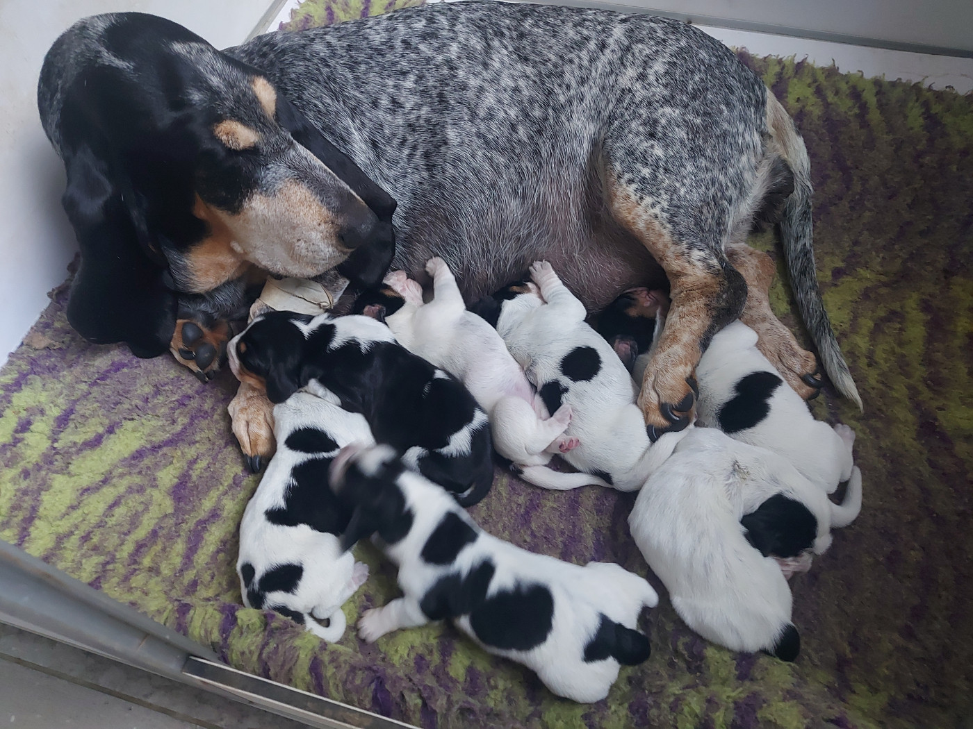 des vallées longeronnaises - Chiots disponibles - Basset bleu de Gascogne