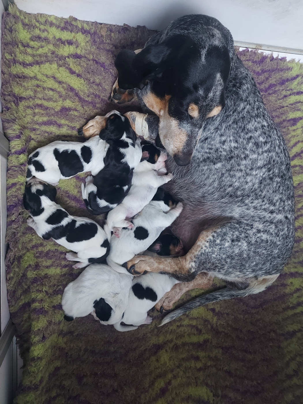 Chiot Basset bleu de Gascogne des vallées longeronnaises