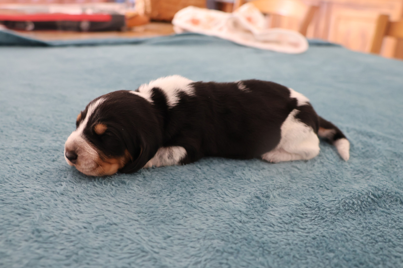 des vallées longeronnaises - Chiots disponibles - Basset bleu de Gascogne