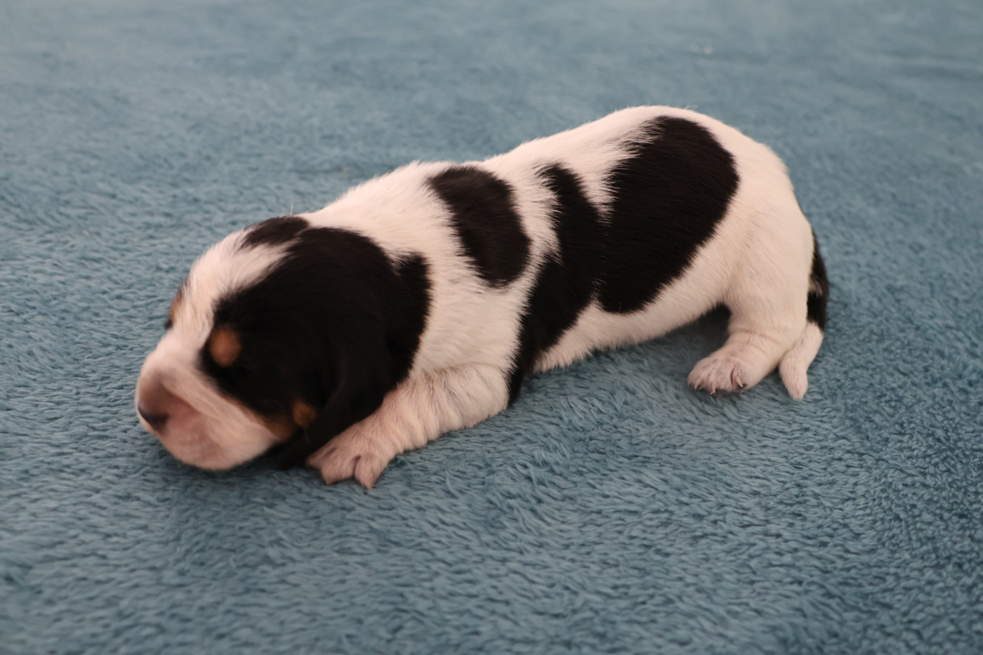 des vallées longeronnaises - Chiots disponibles - Basset bleu de Gascogne
