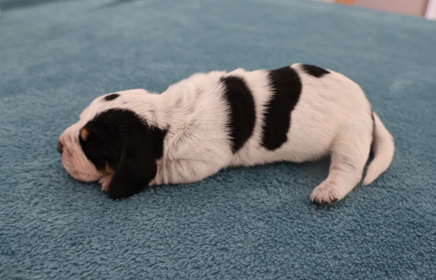 des vallées longeronnaises - Chiots disponibles - Basset bleu de Gascogne