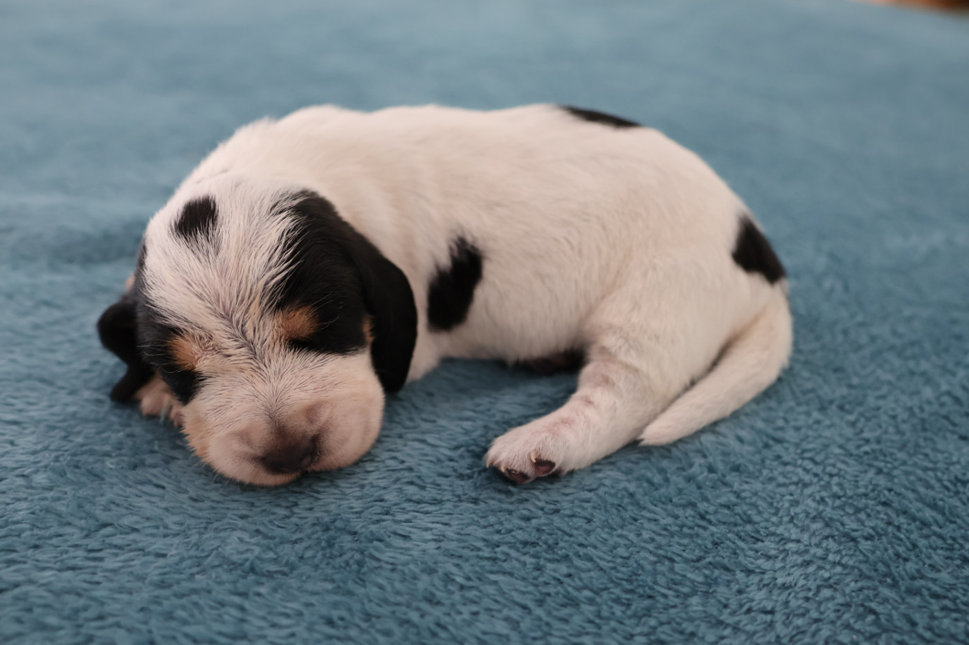 des vallées longeronnaises - Chiots disponibles - Basset bleu de Gascogne