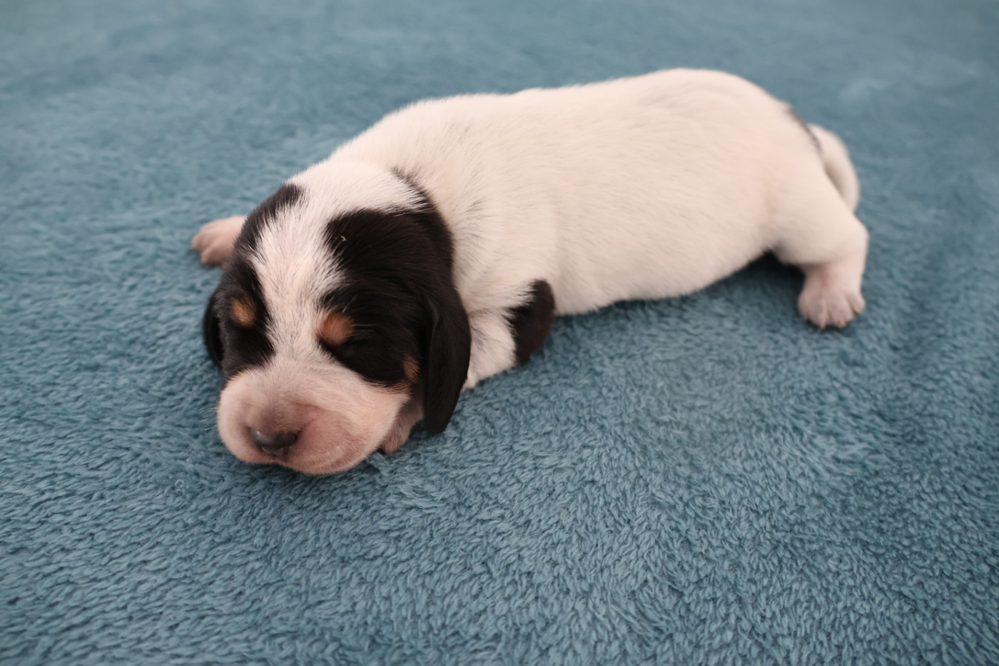 des vallées longeronnaises - Chiots disponibles - Basset bleu de Gascogne