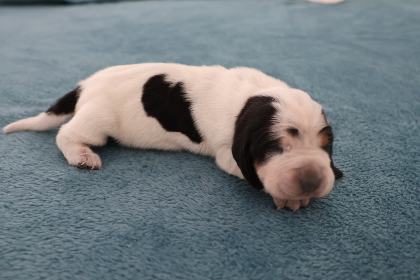 des vallées longeronnaises - Chiots disponibles - Basset bleu de Gascogne