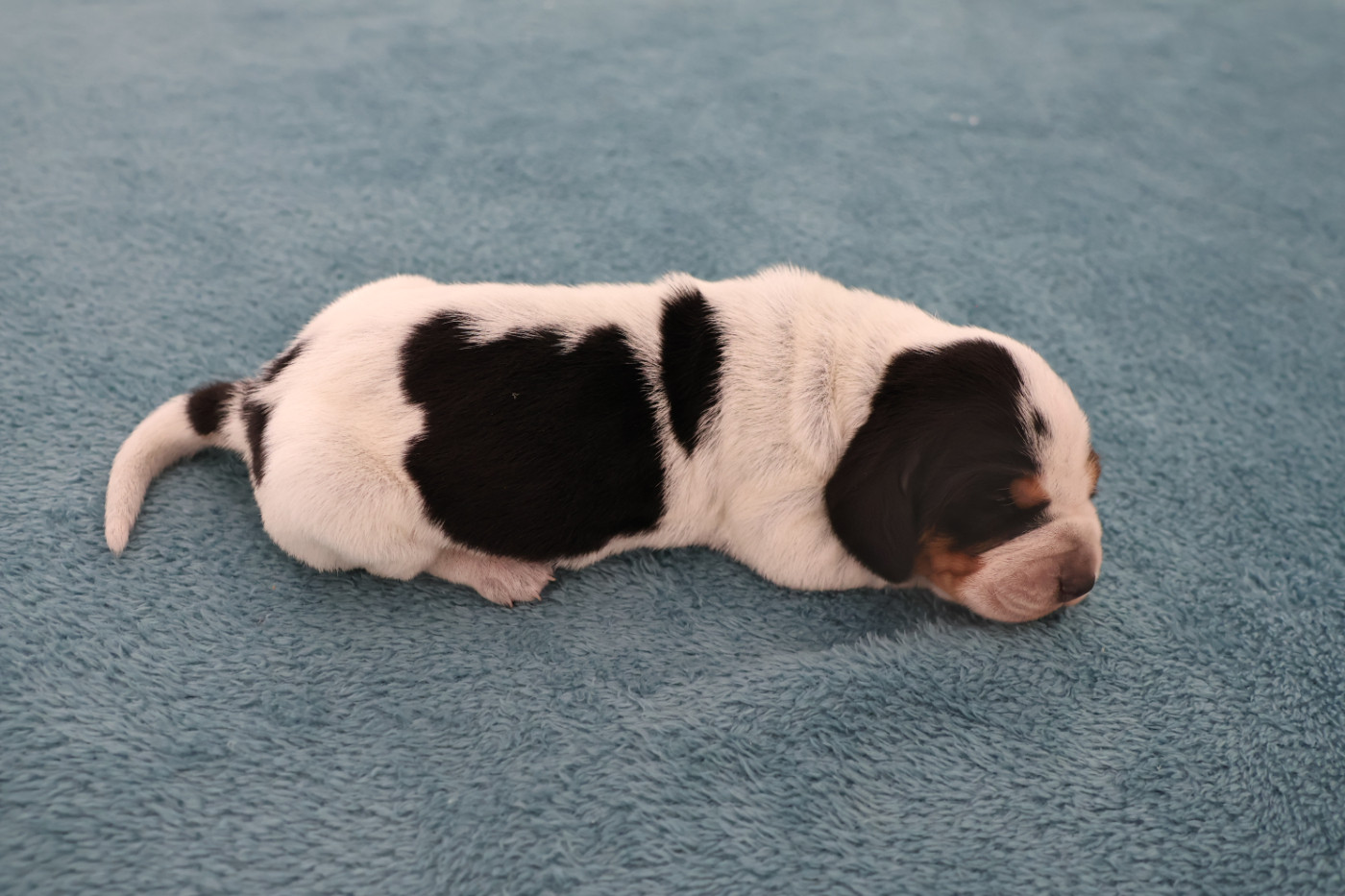 des vallées longeronnaises - Chiots disponibles - Basset bleu de Gascogne