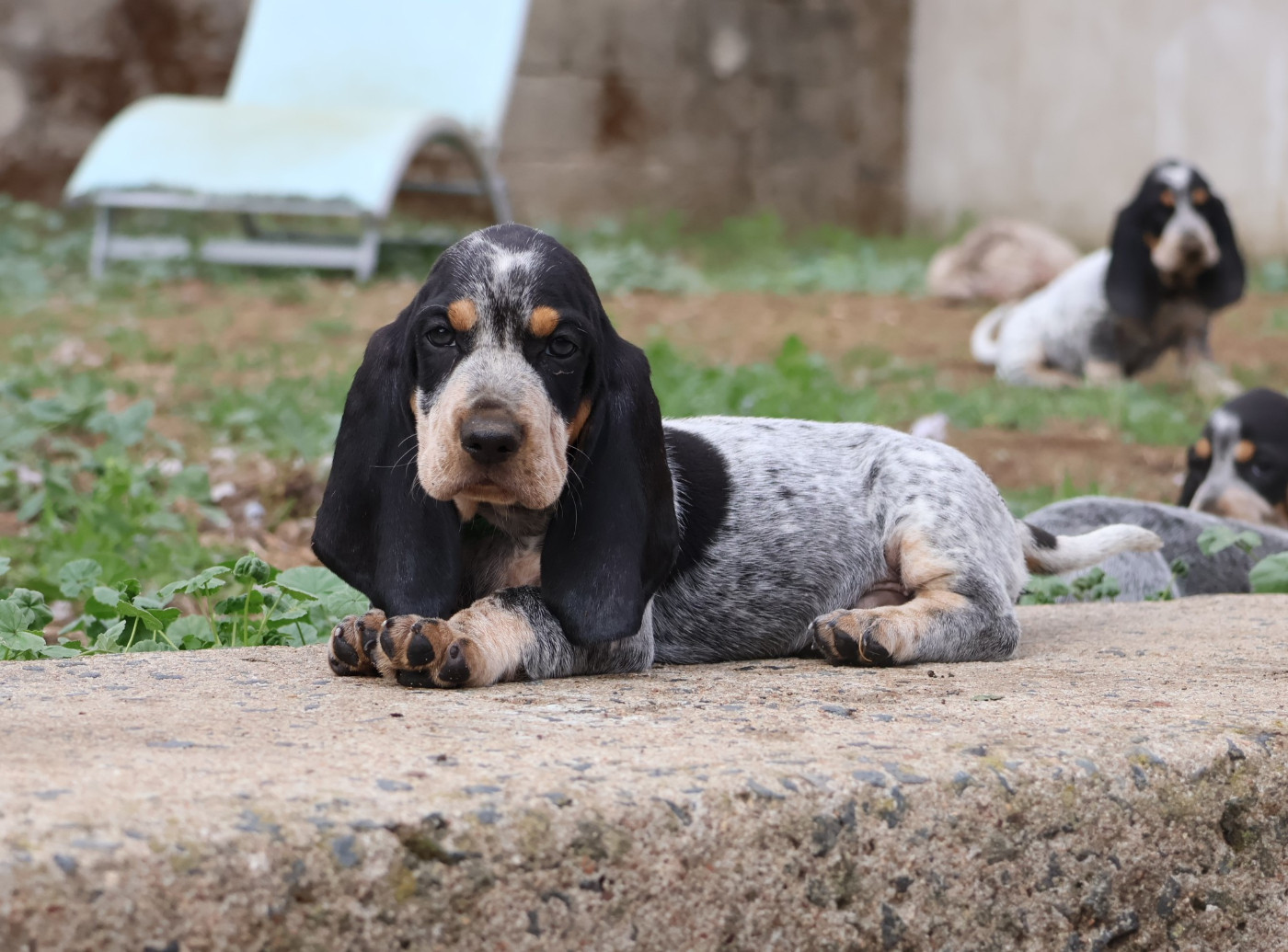 des vallées longeronnaises - Chiots disponibles - Basset bleu de Gascogne